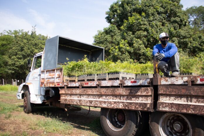 Tereos Doa 85 Mil Mudas Para Reflorestar A Floresta Estadual Do