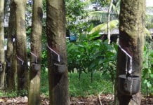 Confirmado encontro nacional para debater produ&ccedil;&atilde;o de borracha natural, em Barretos