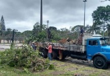 Cronograma de coleta de galhos &eacute; divulgado de novo para morador ficar atento
