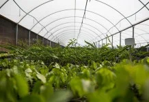 Guarani mant&eacute;m Plano de Gest&atilde;o Ambiental nas regi&otilde;es onde atua