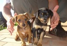 Iguatemi Rio Preto promove feira de adoção de cães e gatos neste sábado