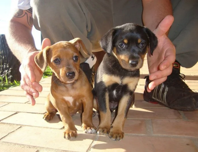 Iguatemi Rio Preto promove feira de adoção de cães e gatos neste sábado