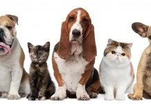 Minist&eacute;rio da Sa&uacute;de n&atilde;o tem prazo para repassar vacinas para c&atilde;es e gatos para Ol&iacute;mpia