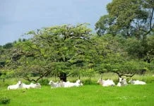 Proprietários rurais tem que fazer o Cadastro Ambiental Rural (CAR)