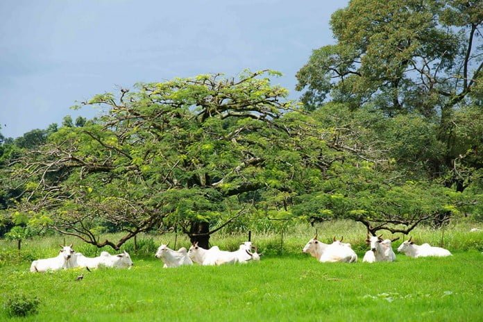Proprietários rurais tem que fazer o Cadastro Ambiental Rural (CAR)