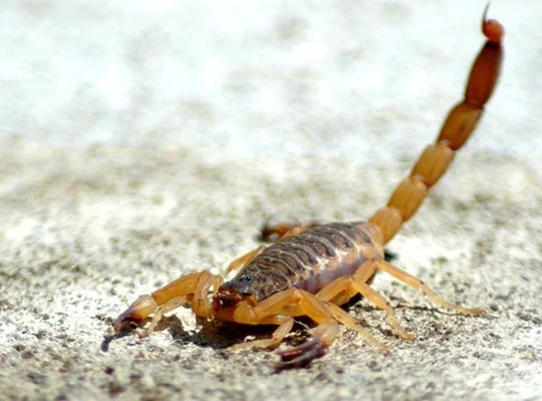 dedetizacao-escorpiao-4