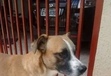 Agente penitenciário de Guaraci mata cão e revolta moradores