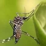 MosquitoDaDengue_thumb.jpg