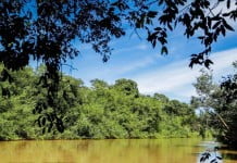 Guarani desenvolve projeto para recuperação de nascentes