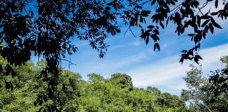 Guarani desenvolve projeto para recuperação de nascentes