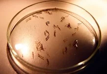 Tem criadouro de mosquito? Multa de R$ 235, o dobro, ou até mais a partir de agora