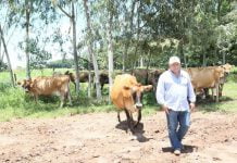 Dia de Campo promete reunir 650 produtores de vários Estados na sexta, em Cosmorama