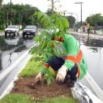 ARBORIZAO-PLANTIO-4_thumb.jpg