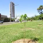 arborizacao
