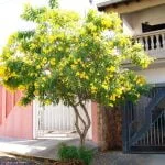 arborizacao-urbana.jpg