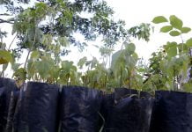 Grupo Escoteiros Olhos D’Água fará feira de doação, troca de mudas e sementes