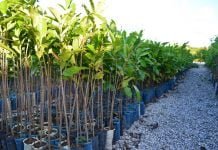 Ninguém terá o ‘Habite-se’ sem definir áreas verdes, prevê Plano de Arborização em debate na Câmara