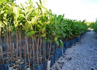 Ninguém terá o ‘Habite-se’ sem definir áreas verdes, prevê Plano de Arborização em debate na Câmara