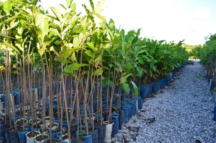 Ninguém terá o ‘Habite-se’ sem definir áreas verdes, prevê Plano de Arborização em debate na Câmara