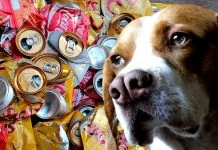 Choperia de Guaraci cria projeto para ajudar animais abandonados