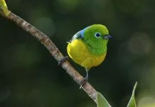 Exposição fotográfica ‘Ave Aves’´, de Reinaldo Feres, será aberta hoje à noite