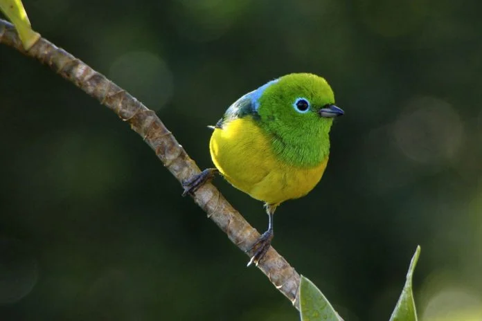 Exposição fotográfica ‘Ave Aves’´, de Reinaldo Feres, será aberta hoje à noite