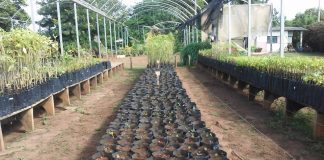 Guaraci adquire duas mil mudas para arborizar toda a cidade
