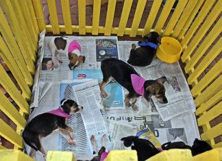 Feira de animais terá 50 filhotes para adoção neste sábado