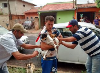 Começa dia 20 a vacinação de cães e gatos em Olímpia