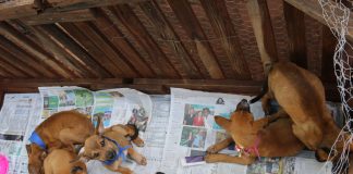 Feira de adoção de animais será realizada neste sábado