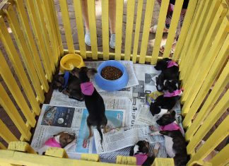 Filhotes de cães e gatos estarão disponíveis para adoção neste sábado