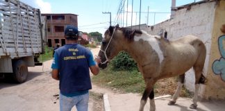 Saúde divulga serviço de captura de animais de grande porte