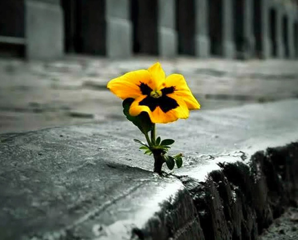 RESILIENCIA