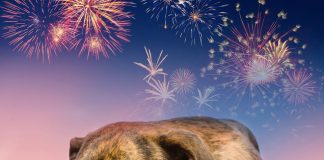 Seis dicas para manter os ‘pets’ seguros durante a queima de fogos do Réveillon