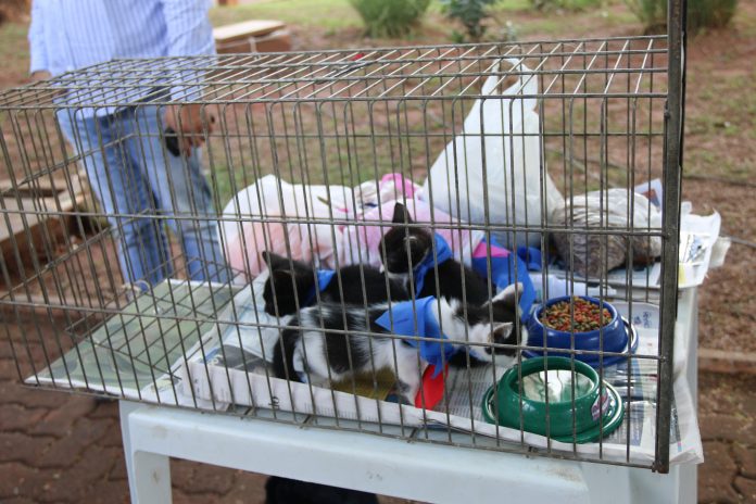 Cães e gatos poderão ser adotados neste sábado