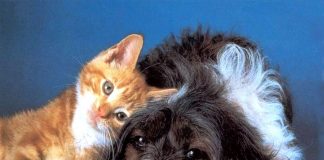 DAEMO castrará 450 gatos e 1,2 mil cães em 2018, com veterinário contratado