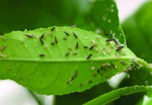 Campanha alerta para epidemia de greening na região de Tabapuã