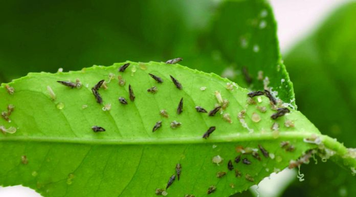 Campanha alerta para epidemia de greening na região de Tabapuã