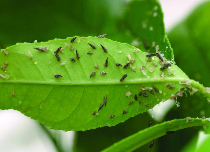 Campanha alerta para epidemia de greening na região de Tabapuã