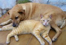 Castração de animais e erradicação de árvores: veja como proceder na Prefeitura