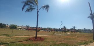 Praça da Cohab IV recebe plantio de palmeiras