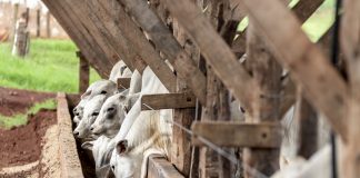 Tereos inova e lança fórmula pronta para alimentação de bovinos