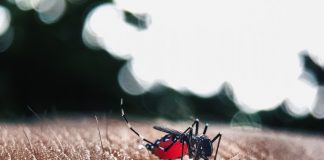 Segunda morte por dengue é Olímpia confirmada pela Saúde