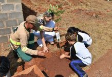 Projeto Floresta Urbana é implantado na Avenida Alberto Oberg