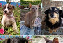 Daemo promove feira de adoção de animais e doação de mudas neste sábado (9)