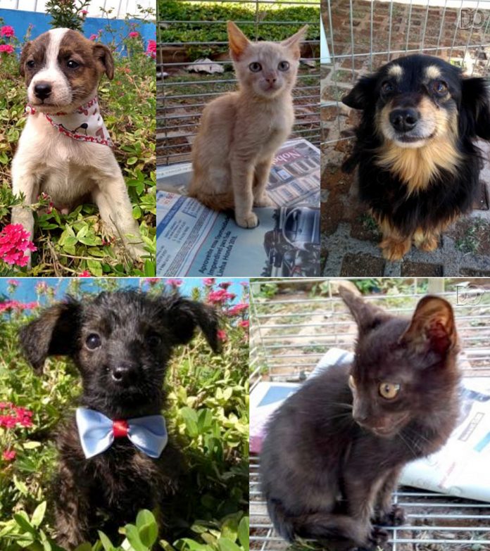 Daemo promove feira de adoção de animais e doação de mudas neste sábado (9)