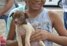 Adoção de animais e doação de mudas na manhã desta quarta-feira