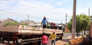 Distrito de Ribeiro recebe ação de limpeza contra dengue e escorpião, terça