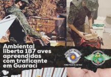 Crime Ambiental em Guaraci nesta sexta