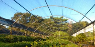 Tereos promove ação de conscientização para preservação do meio ambiente